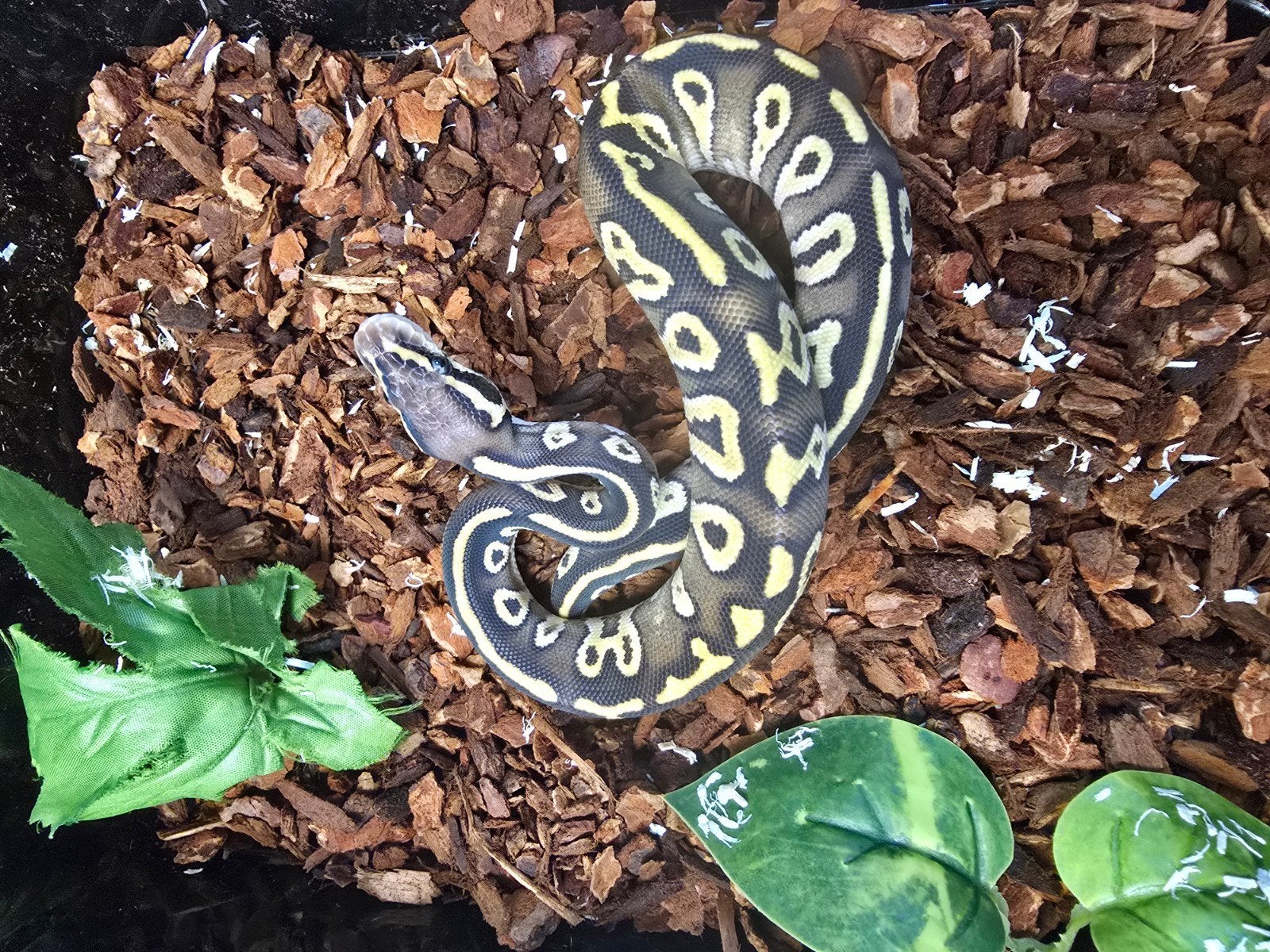 Koningspython (Python regius) – vele kleuren NK 2026 Ball Python photo 5
