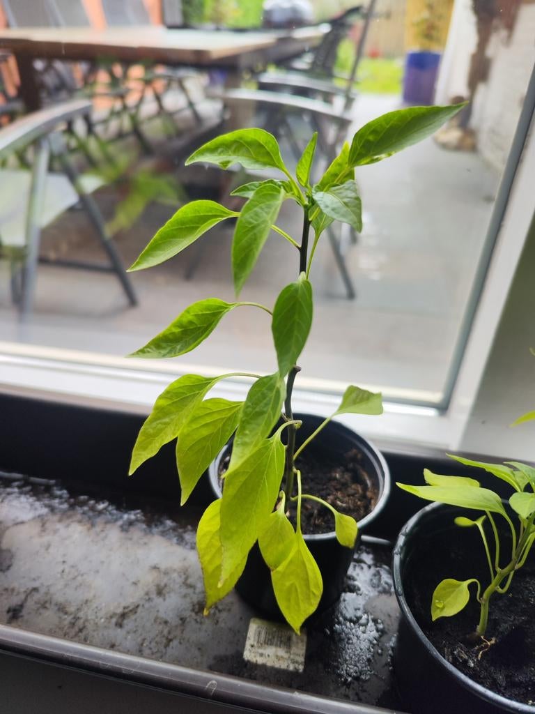 Peperplanten. Rode peper, tomatenplanten, chilipeper., Tuin en Terras, Planten | Tuinplanten, Ophalen, Eenjarig, Groenteplanten