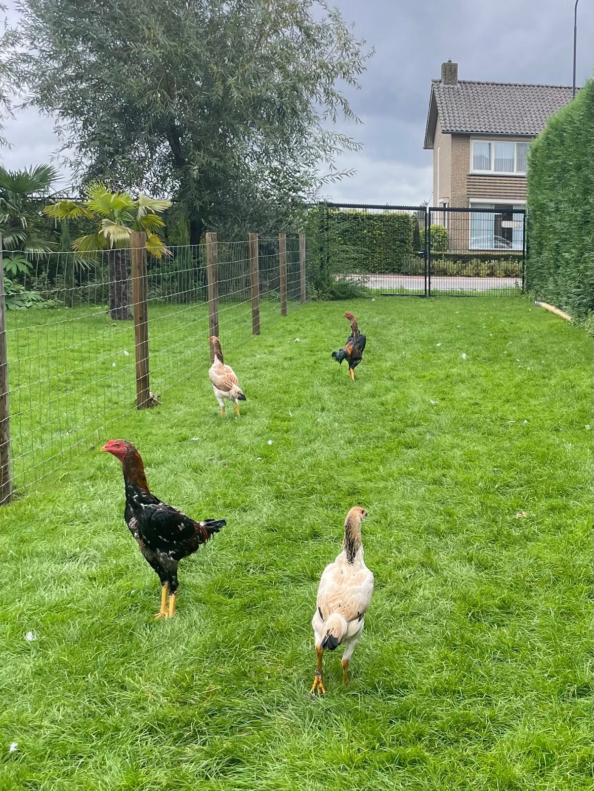 Diverse Shamo’s, Meerdere dieren, Kip