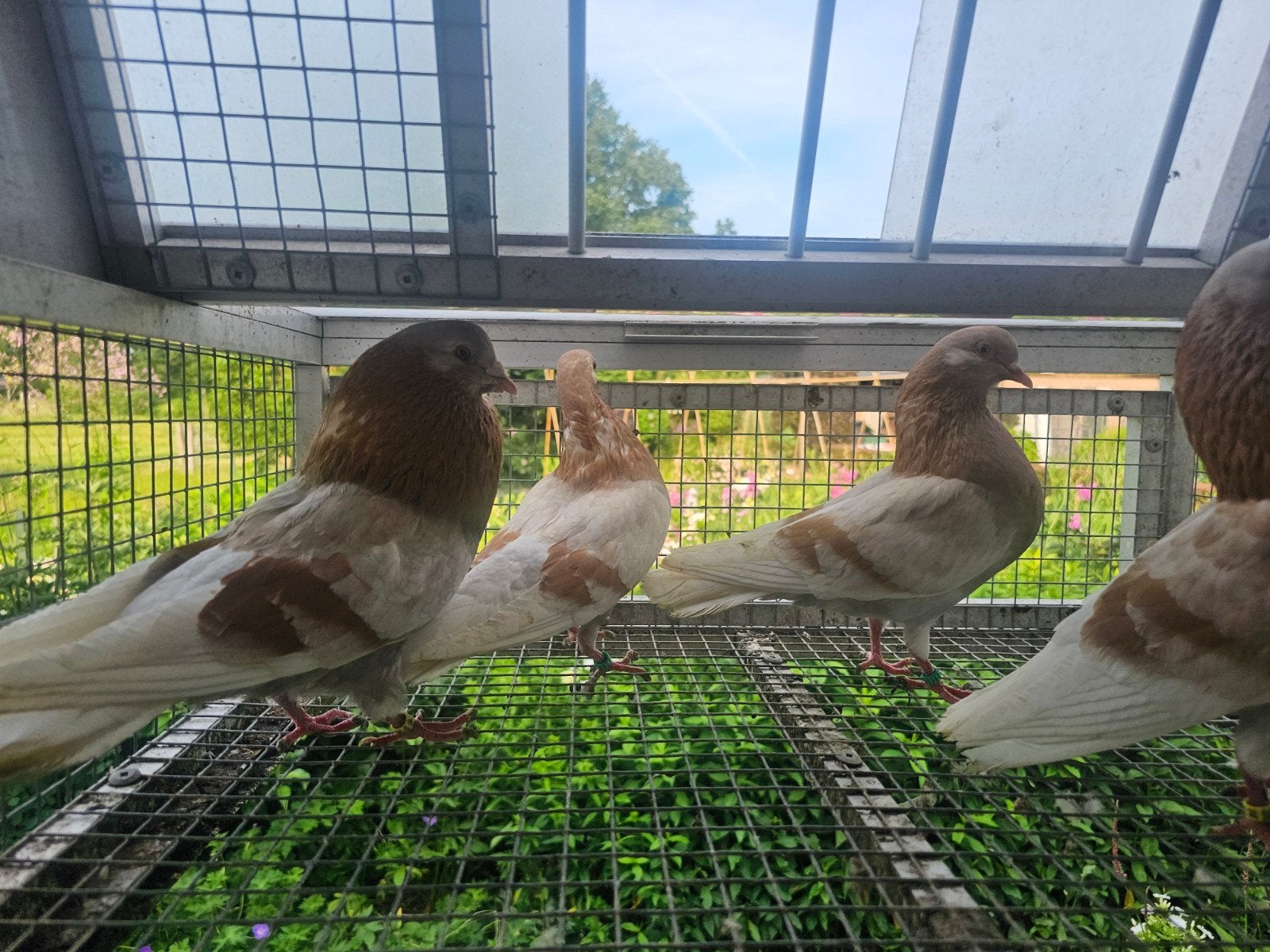 Gelderse slenken, Dieren en Toebehoren, Vogels | Duiven, Meerdere dieren, Overige soorten