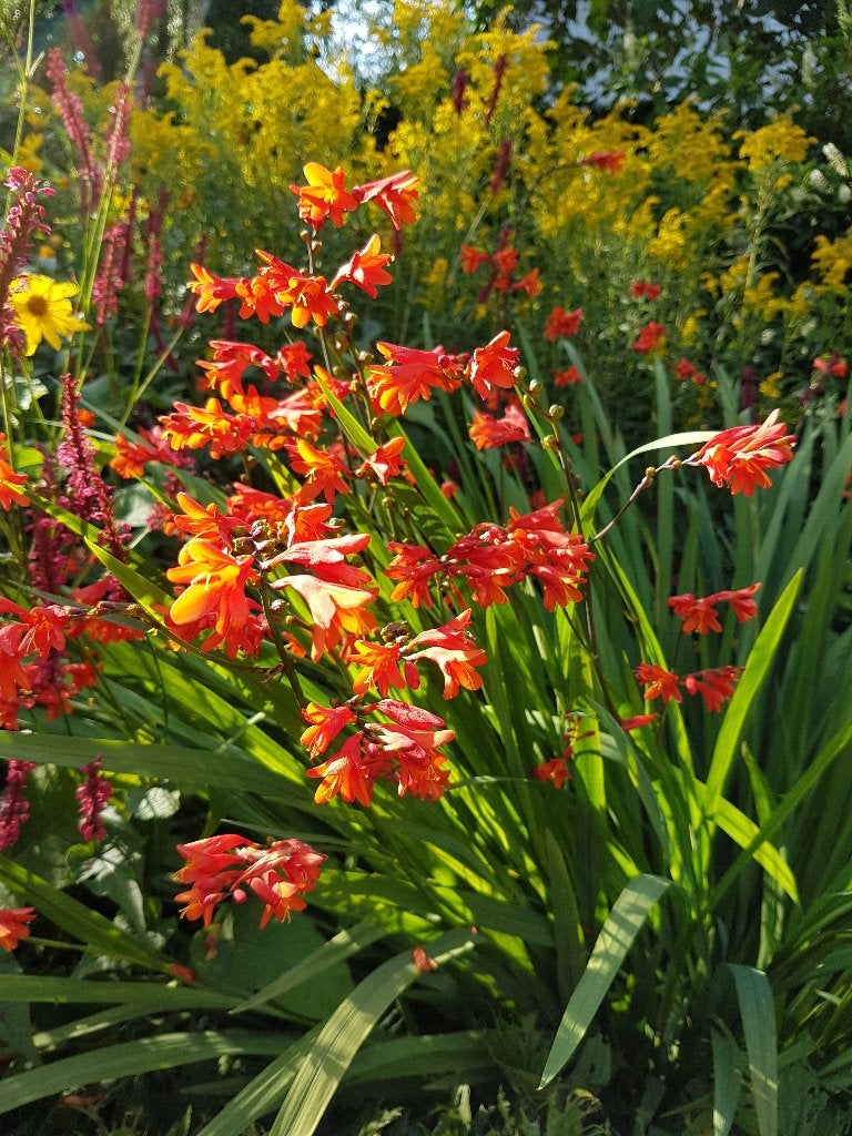 montbretia, oranje rood, ook snijbloem, Volle zon, Vaste plant, Zomer, Ophalen
