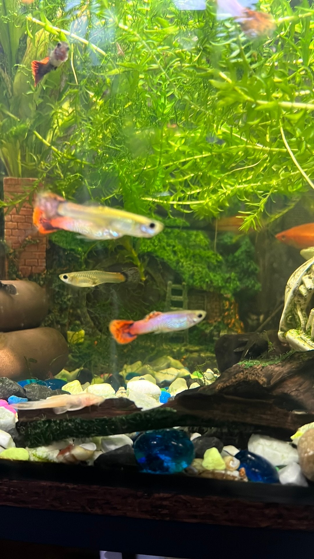 Guppies, Dieren en Toebehoren, Vis