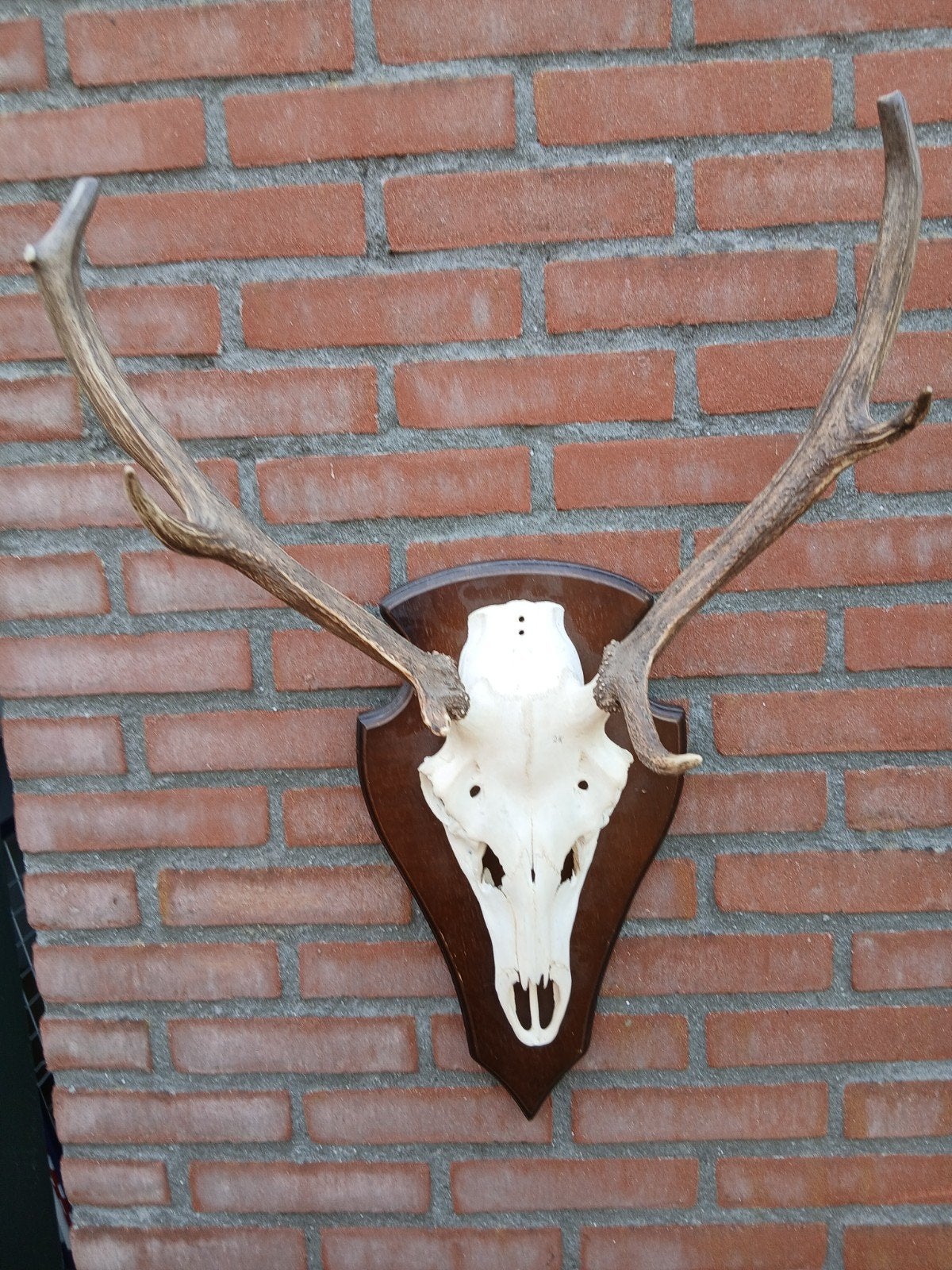 Echt herten gewei, Ophalen of Verzenden, Hert, Gewei of Kop