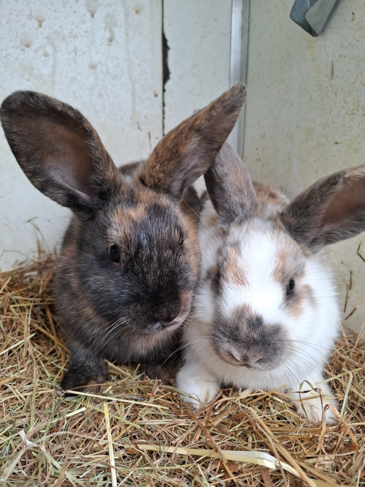Gratis af te halen 2 jonge lieve dwergkonijntjes, Dieren en Toebehoren, Konijnen, Meerdere dieren, Dwerg