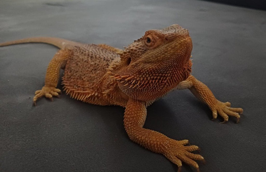 Baardagaam vrouw– niet bedoeld voor de kweek Bearded Dragon photo 4