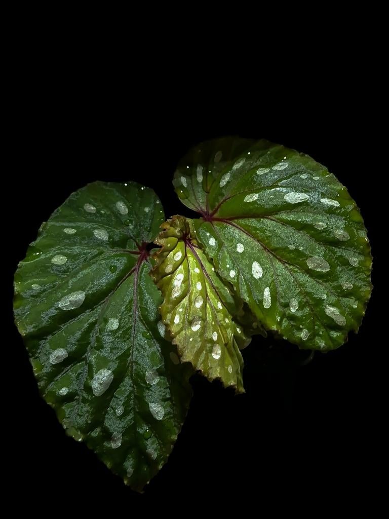 Begonia sp kalimantan (zeldzaam), Ophalen of Verzenden