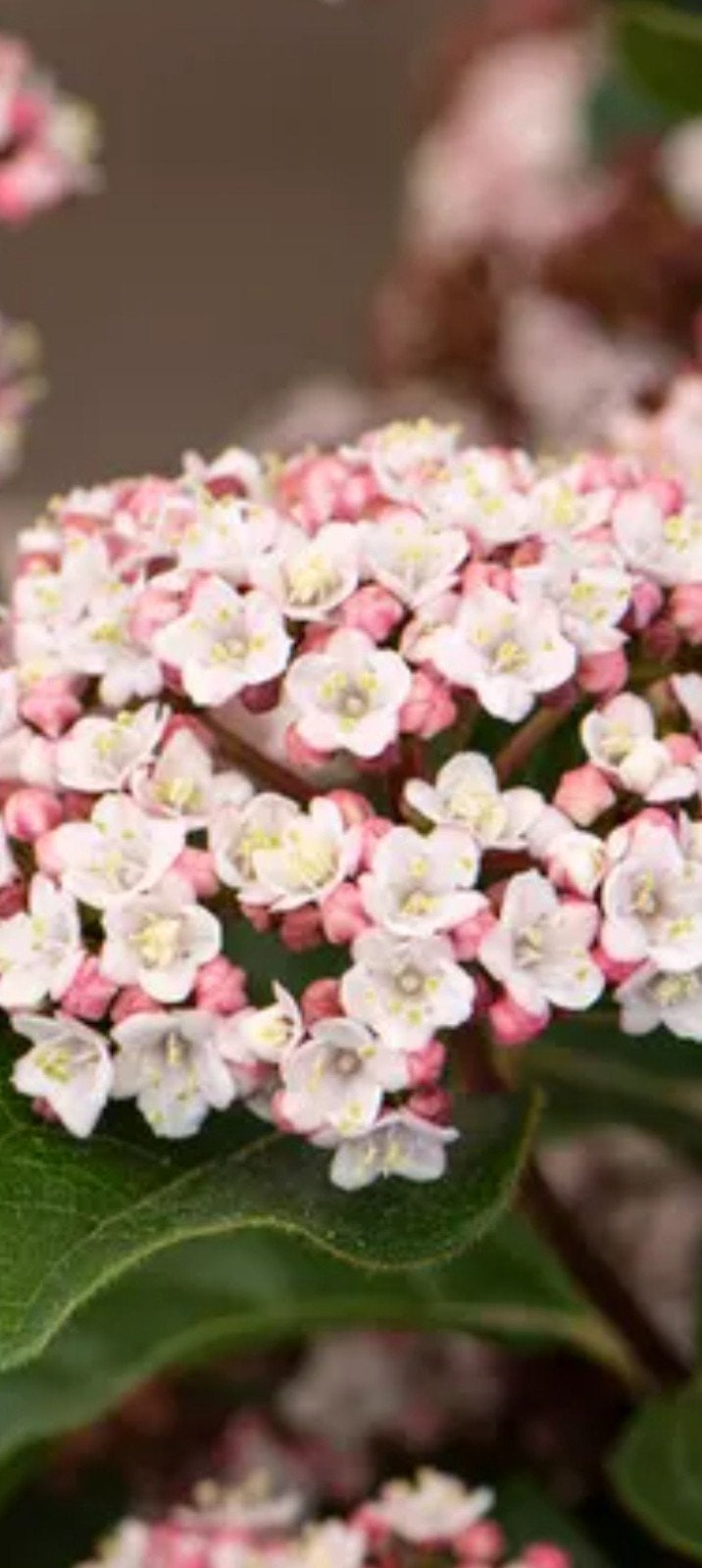viburnum tinus( sneeuwbal) Incl pot, Vaste plant, Halfschaduw, Herfst, Ophalen