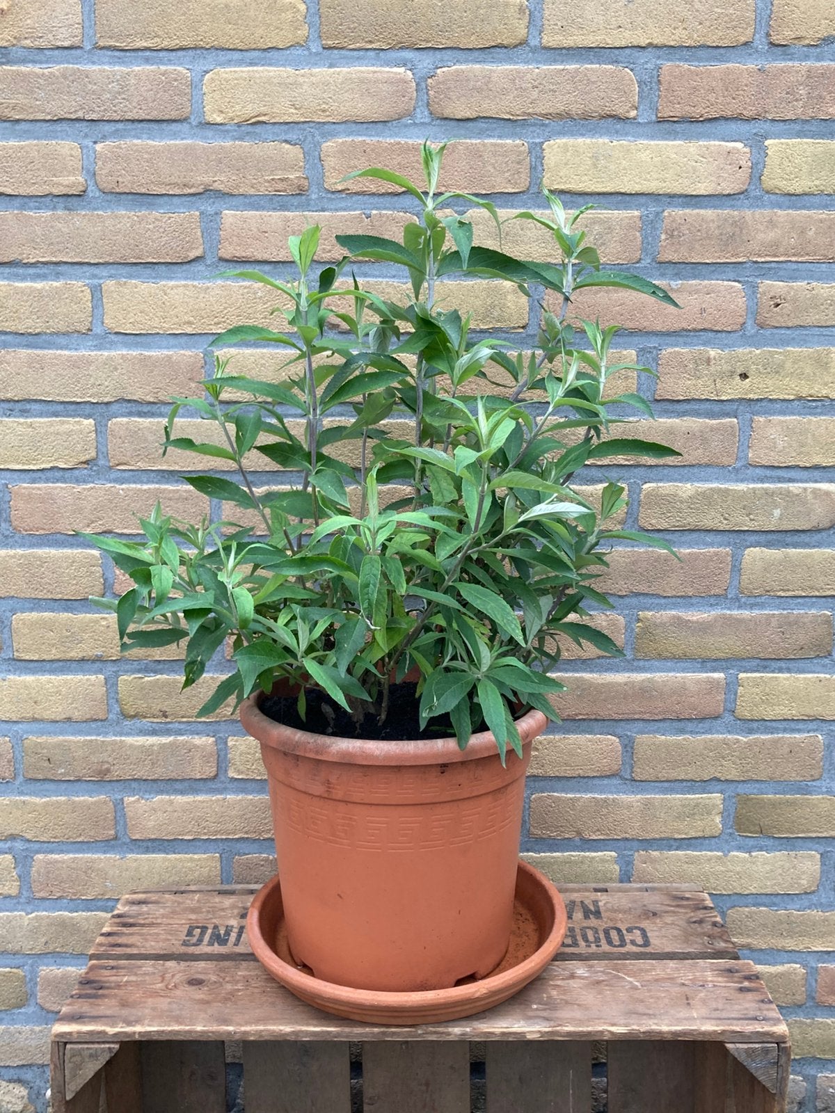 Vlinderstruik Buddleja davidii Paars Tuinplant, Ophalen, Vlinderstruik, Minder dan 100 cm