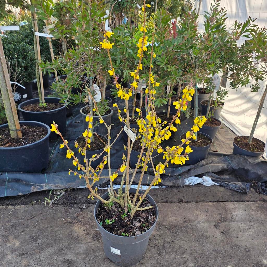 Forsythia 'Goldrausch' - Chinees klokje, Volle zon, Vaste plant, Lente, Ophalen