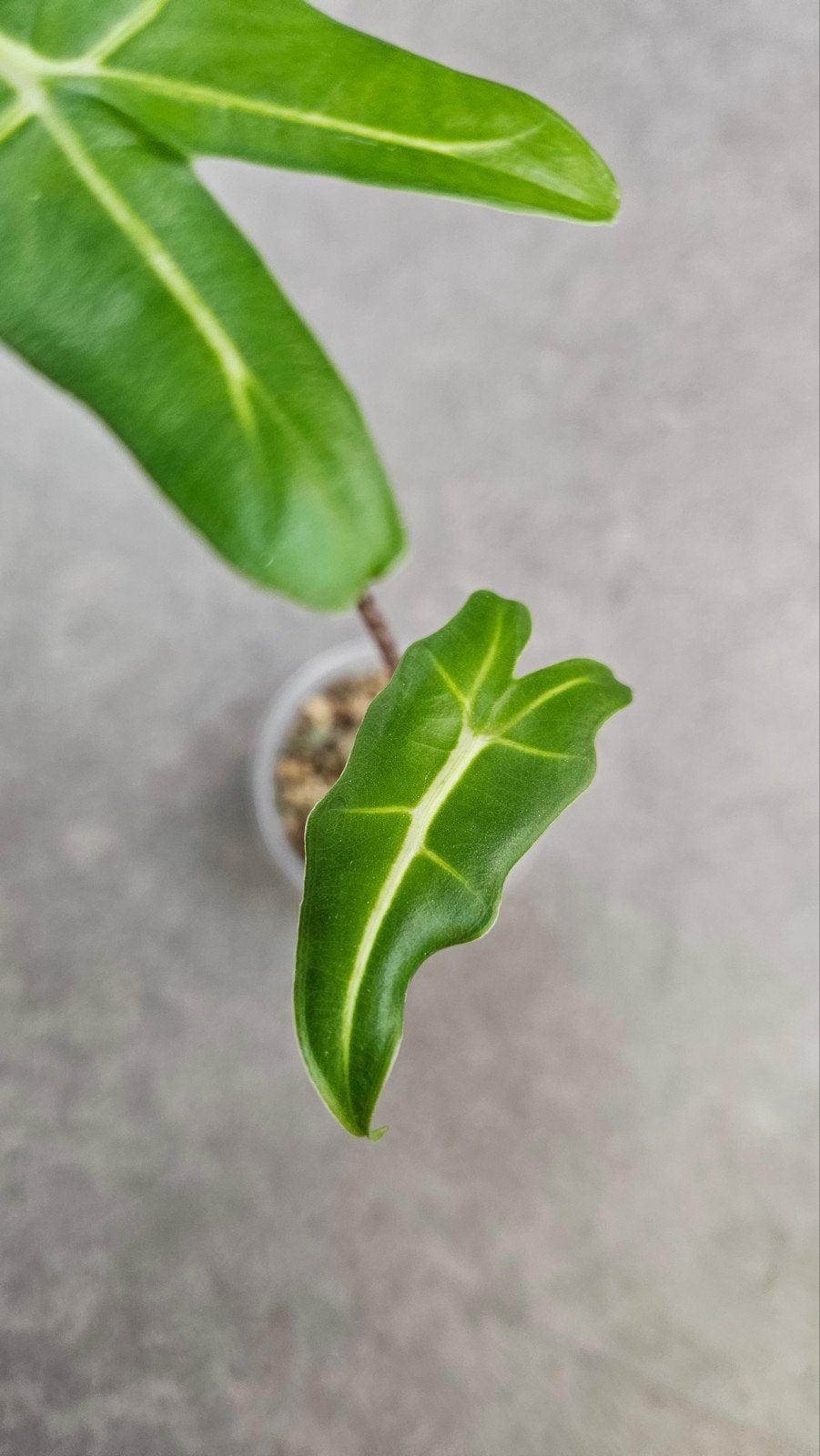 Alocasia 'Sarian', Ophalen of Verzenden, Halfschaduw, Minder dan 100 cm