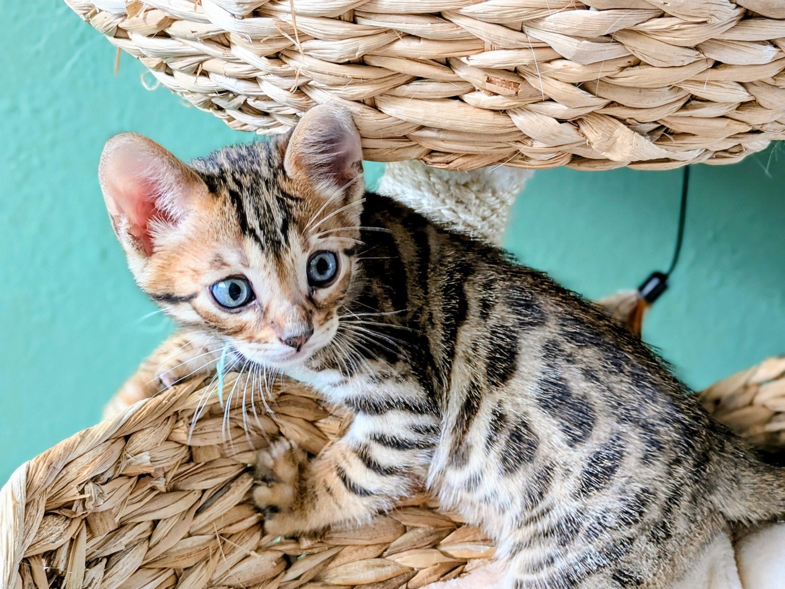 Prachtige Bengaal kittens! UPDATE ->, Meerdere dieren, Gechipt