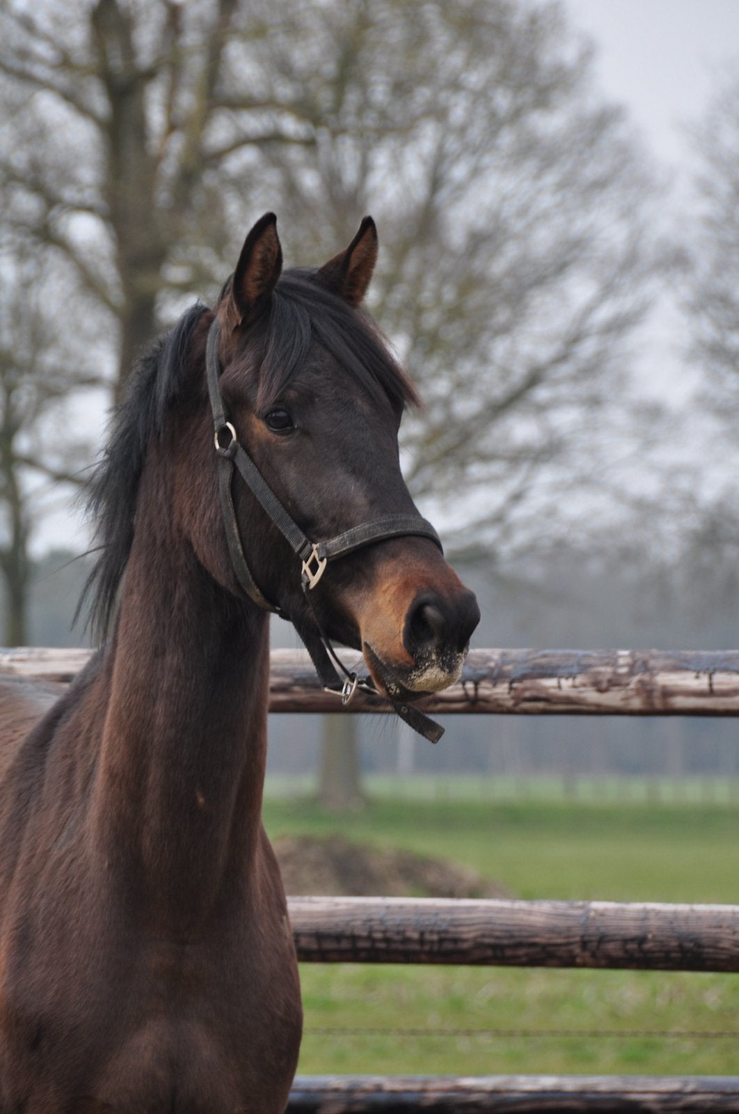 3 jarige ruin Next level x Ferdinand, Ruin, Dressuurpaard, Onbeleerd, 170 tot 175 cm