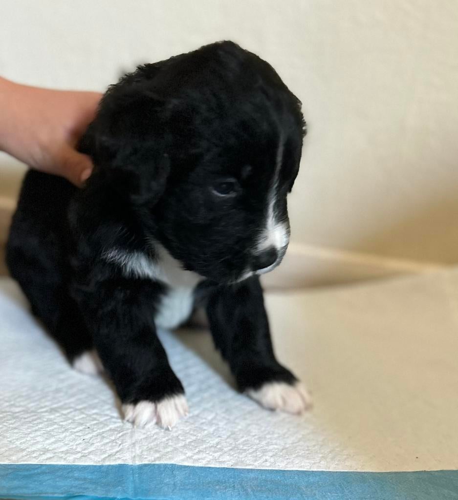 7 prachtige Boulab pups (berner sennen x labrador), Dieren en Toebehoren, 8 tot 15 weken, Meerdere, Meerdere dieren, Nederland