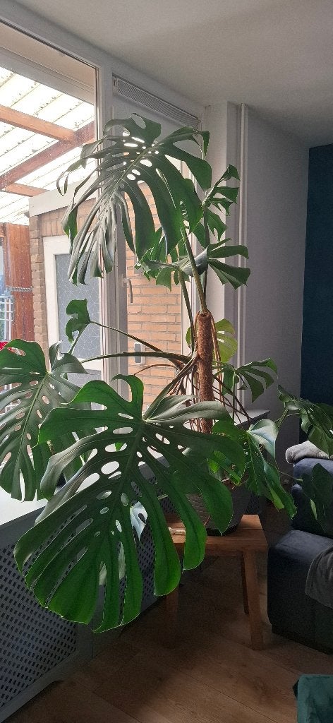 Monstera deliciosa XXL, Ophalen, 100 tot 150 cm, Overige soorten, Halfschaduw