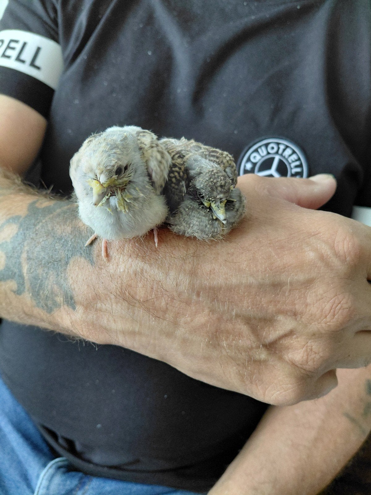 Diamantduifjes, Dieren en Toebehoren, Vogels | Duiven, Meerdere dieren, Overige soorten