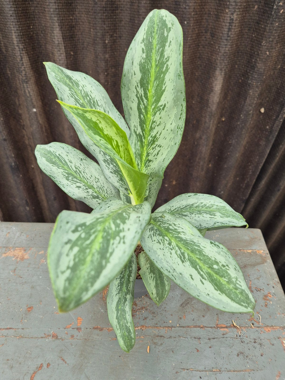 Aglaonema p12 (5), Ophalen of Verzenden, Halfschaduw, Minder dan 100 cm