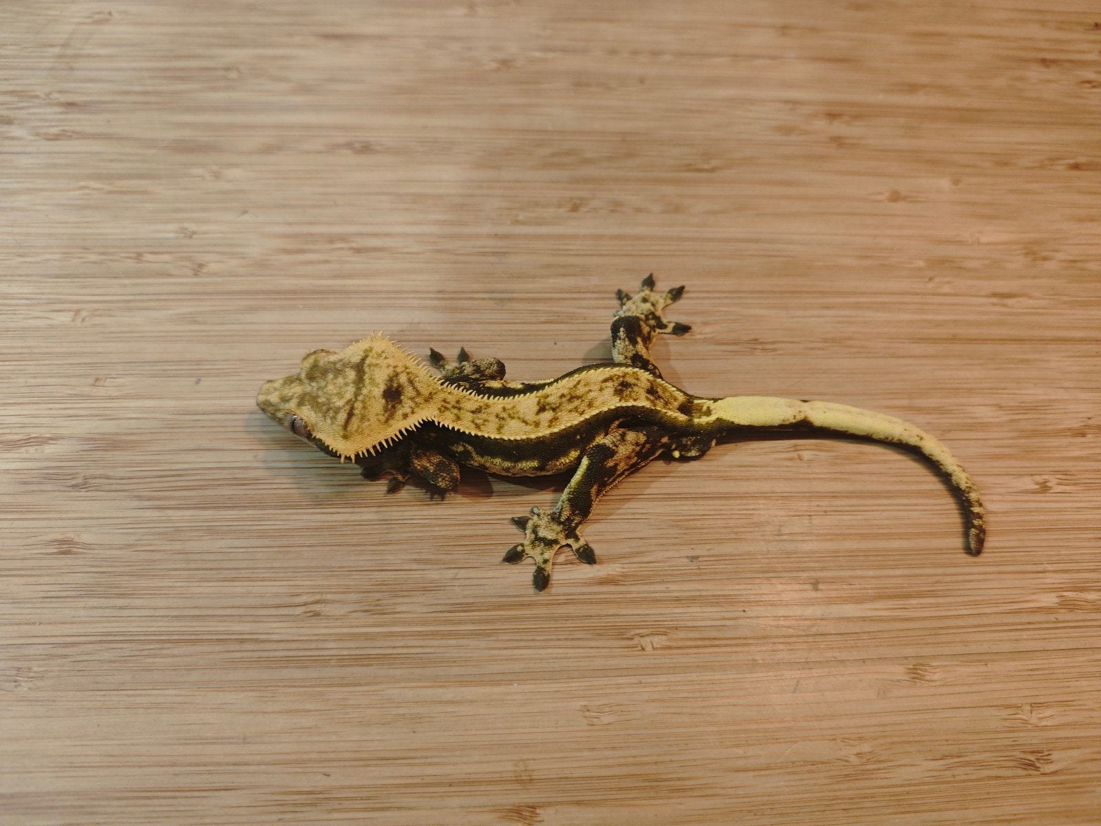 Wimpergekko, Correlophus ciliatus  Harlequin 2,5 jaar Crested Gecko - male for sale from Michiel