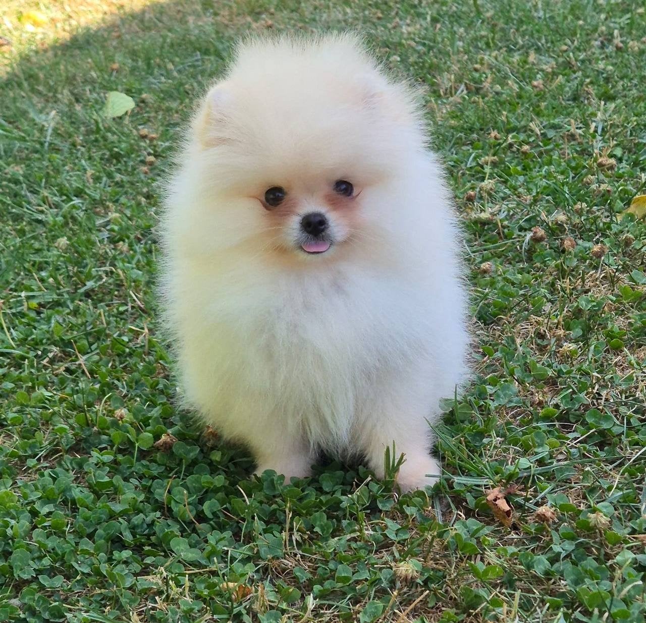 Prachtige mini pomeranian bearface type beschikbaar, Dieren en Toebehoren, Keeshond, Reu, 8 tot 15 weken, Parvo