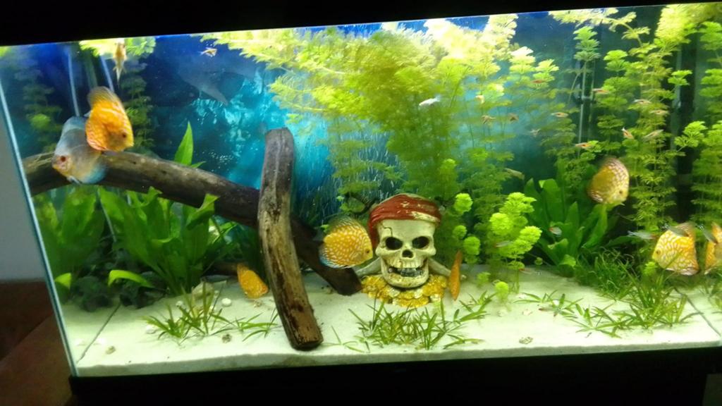 Ciano aquarium 240 liter compleet (uit Den Ham ophalen), Dieren en Toebehoren, Vissen | Aquaria en Toebehoren, Ophalen, Gebruikt