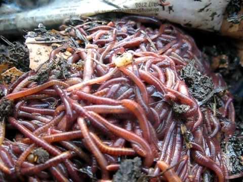 Wormencompost met wormen, 1/2 kg, Tuin en Terras, Aarde en Mest, Compost, Ophalen of Verzenden