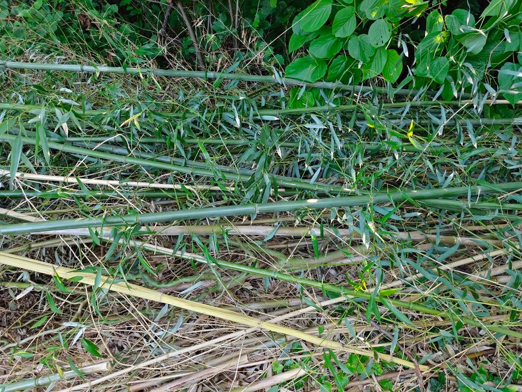 Grote partij bamboe gratis af te halen, Tuin en Terras, Ophalen