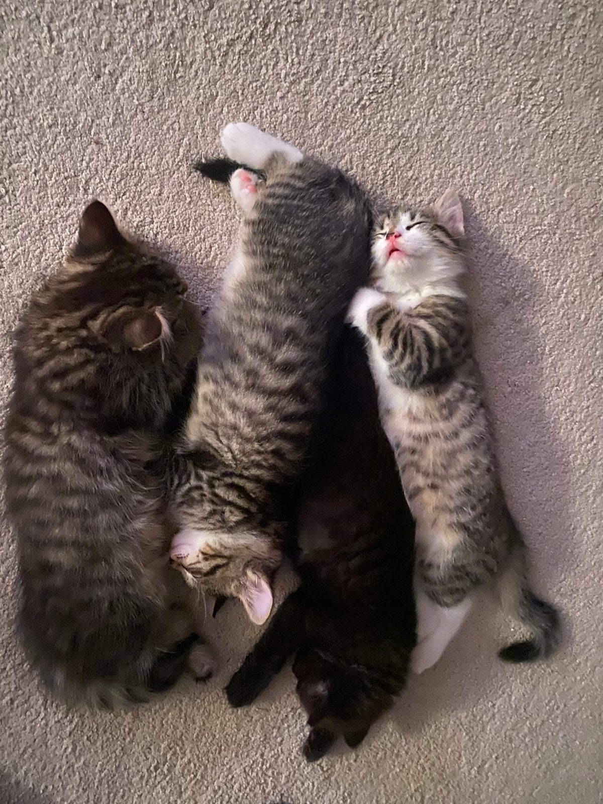 Kittens, Poes, Ontwormd