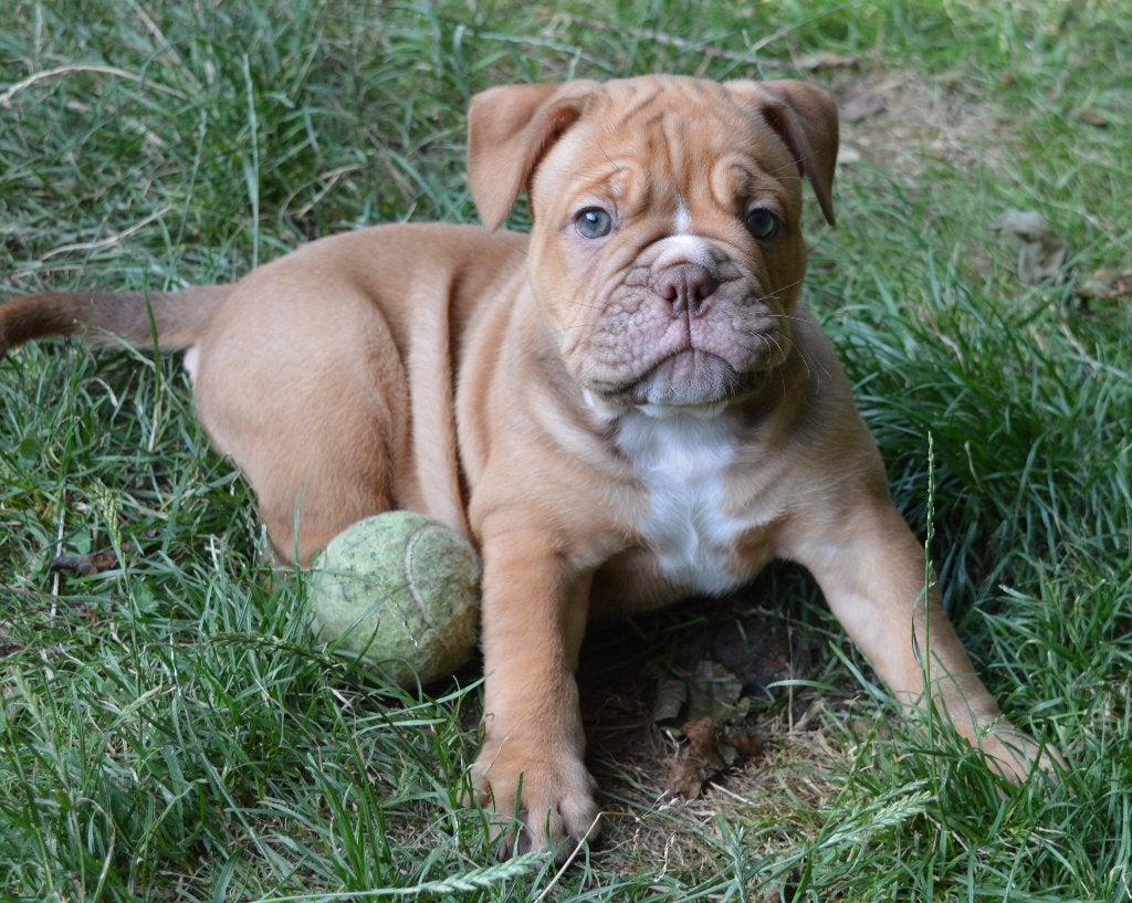 Old English Bulldog pups MOGEN VERHUIZEN !!!, Dieren en Toebehoren, Honden | Bulldogs, Pinschers en Molossers, Parvo, 8 tot 15 weken