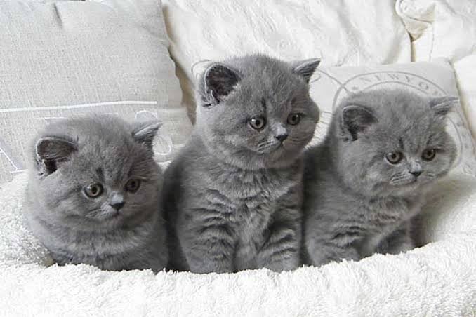 GEZOCHT GRIJZE BRITSE KORTHAAR, Kater, 0 tot 2 jaar