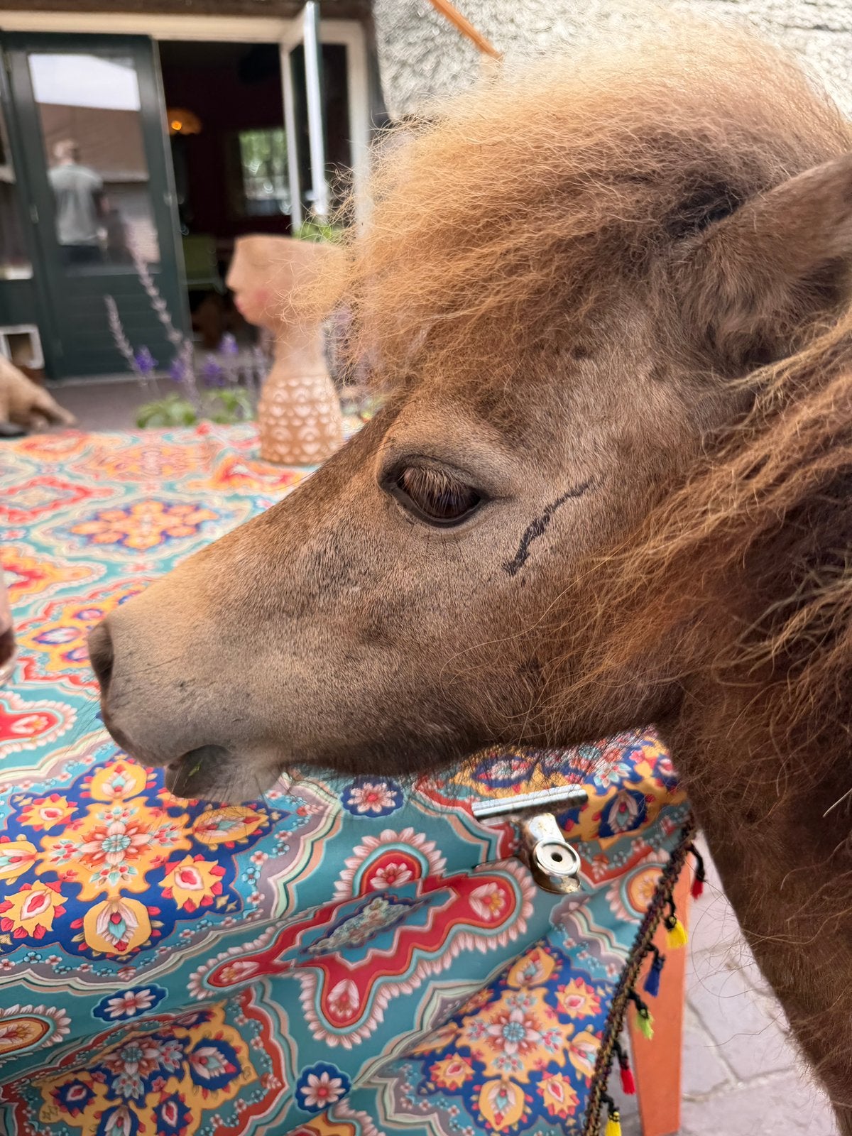Luxe buckskin merrie – Amerikaanse Miniatuur met AMHA-papier, Dieren en Toebehoren, Paarden, Merrie, Minder dan 160 cm, Gechipt