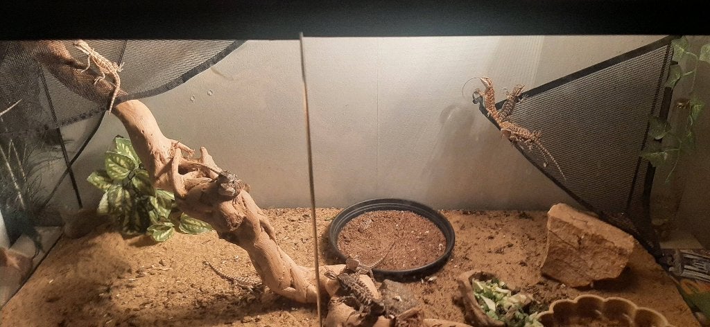 Baby baardagamen te koop, Schildpad, 0 tot 2 jaar