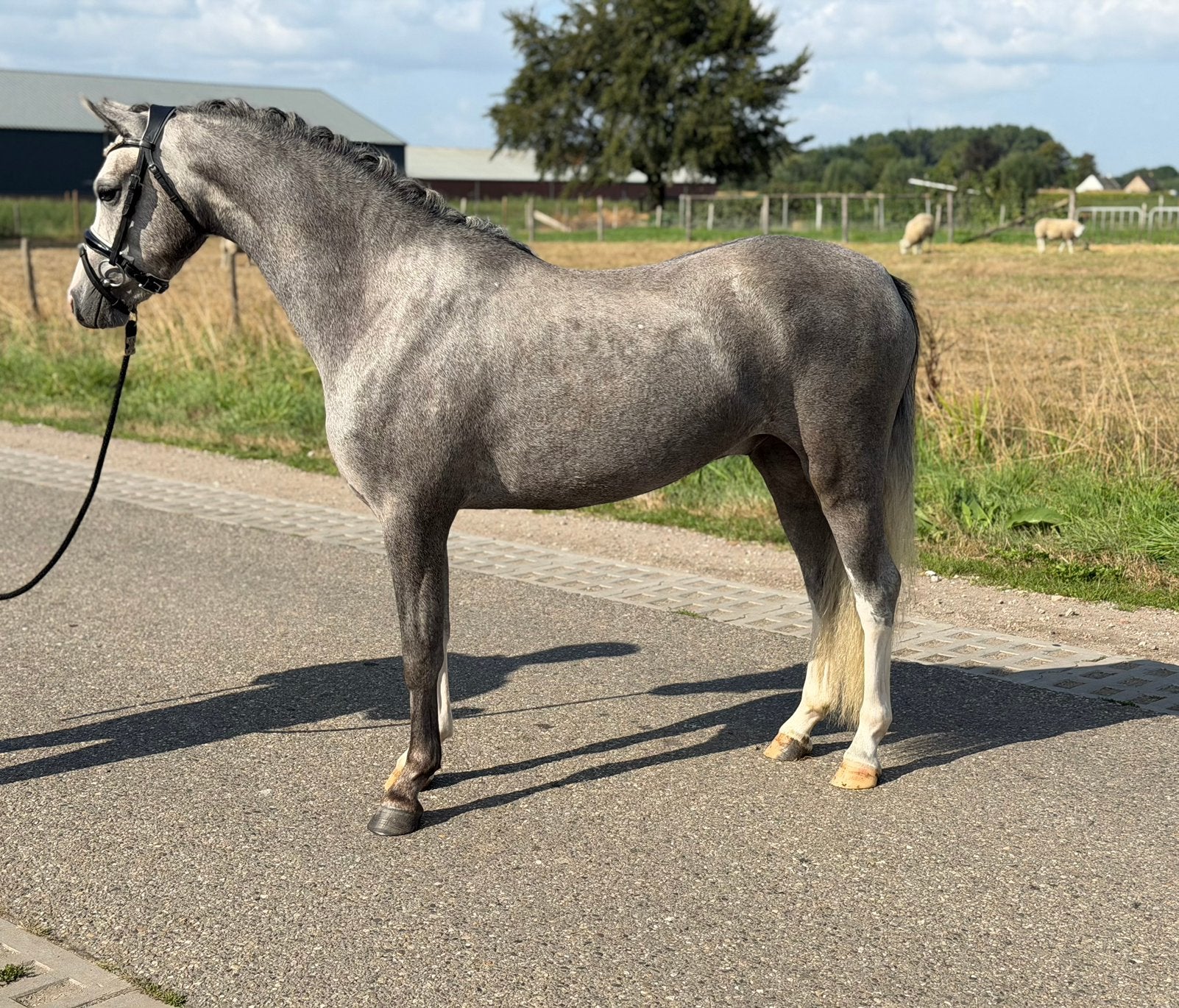 Prachtige C pony met potentie, Dieren en Toebehoren, Ruin, Zadelmak, 3 tot 6 jaar