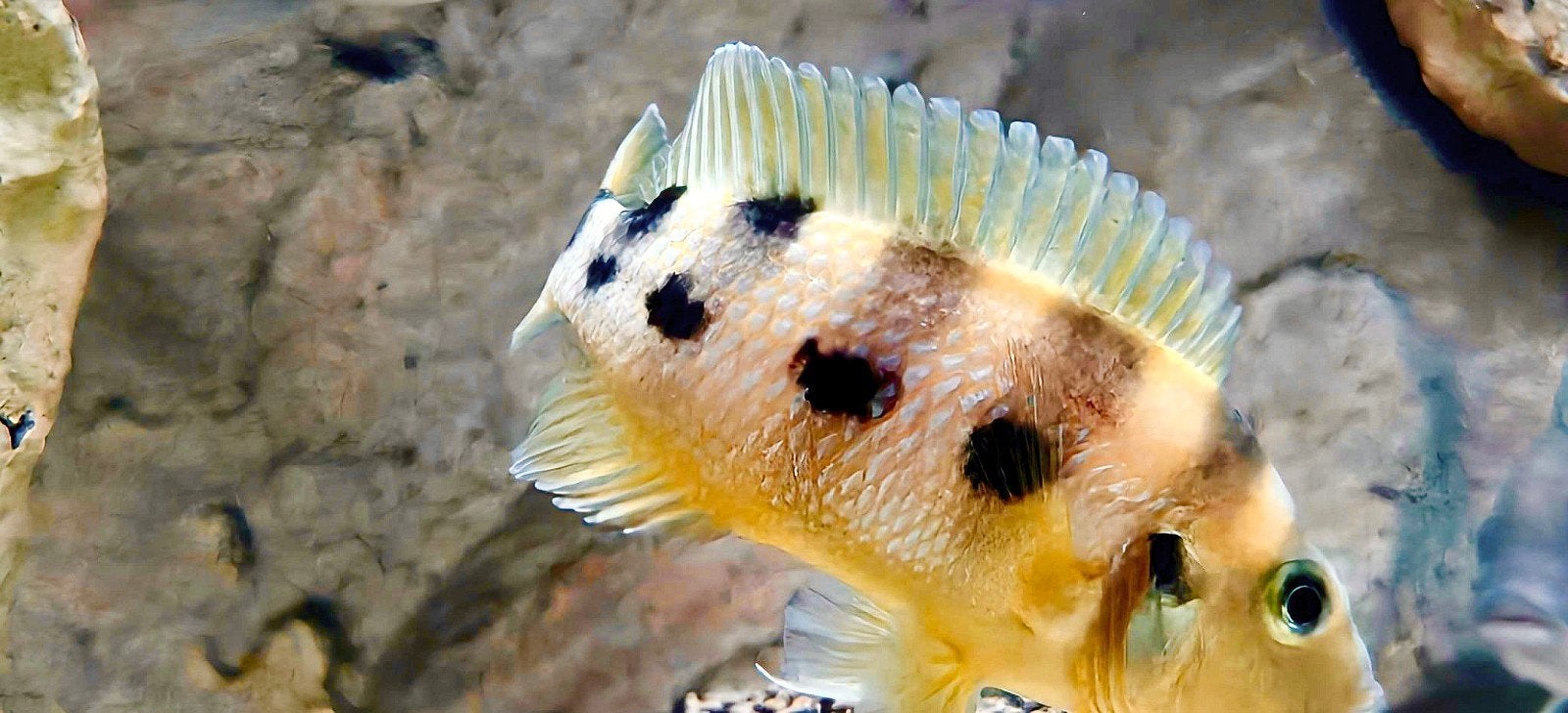 Neolamprologus sexfasciatus 'Gold' F1 - 9 stuks, Vis, Zoetwatervis