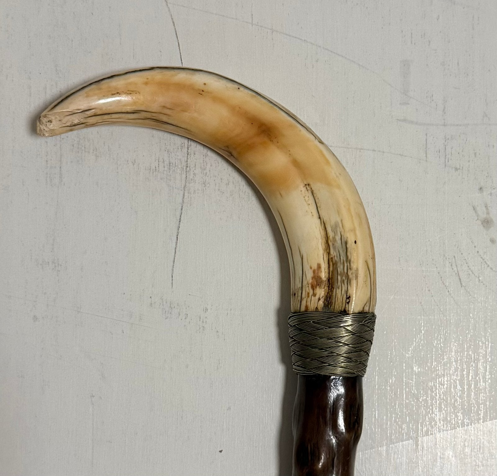 Antique gnarled wood stick with wild boar tusk handle., Ophalen of Verzenden, Zo goed als nieuw