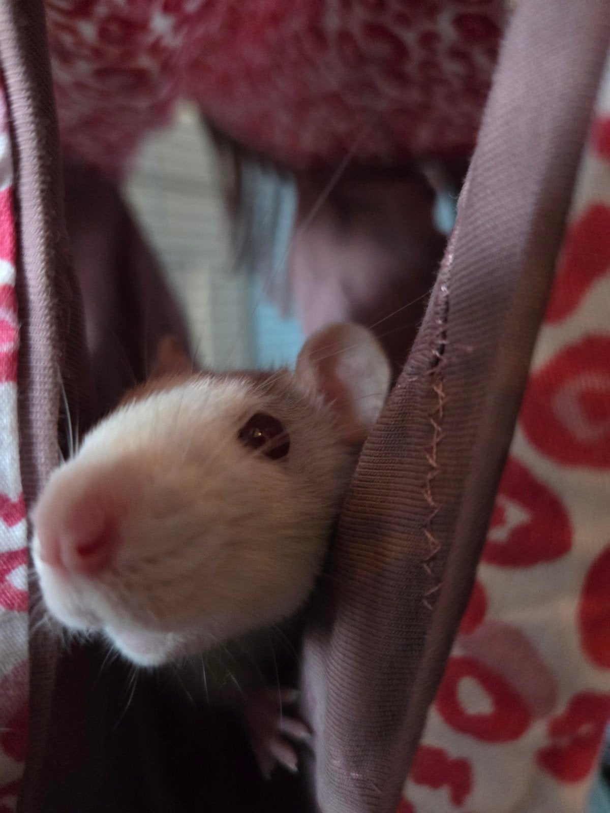 Lieve tamme ratjes, Dieren en Toebehoren, Knaagdieren, Rat, Maart, Vrouwelijk, Tam