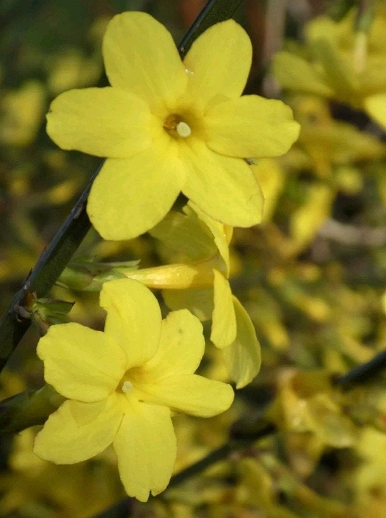 Winterjasmijn,  Jasminum nudiflorum, Ophalen of Verzenden, Overige soorten, Volle zon