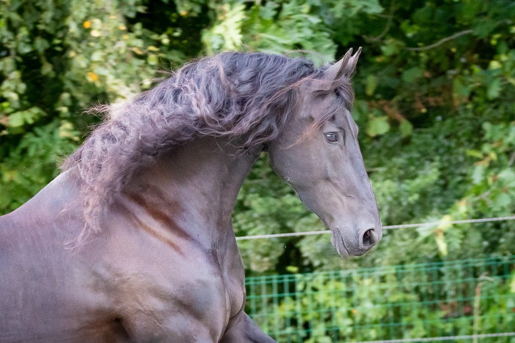 Drachtige Friese Ster merrie Beart x Mintse, Merrie, Met stamboom, Dressuurpaard, Zadelmak