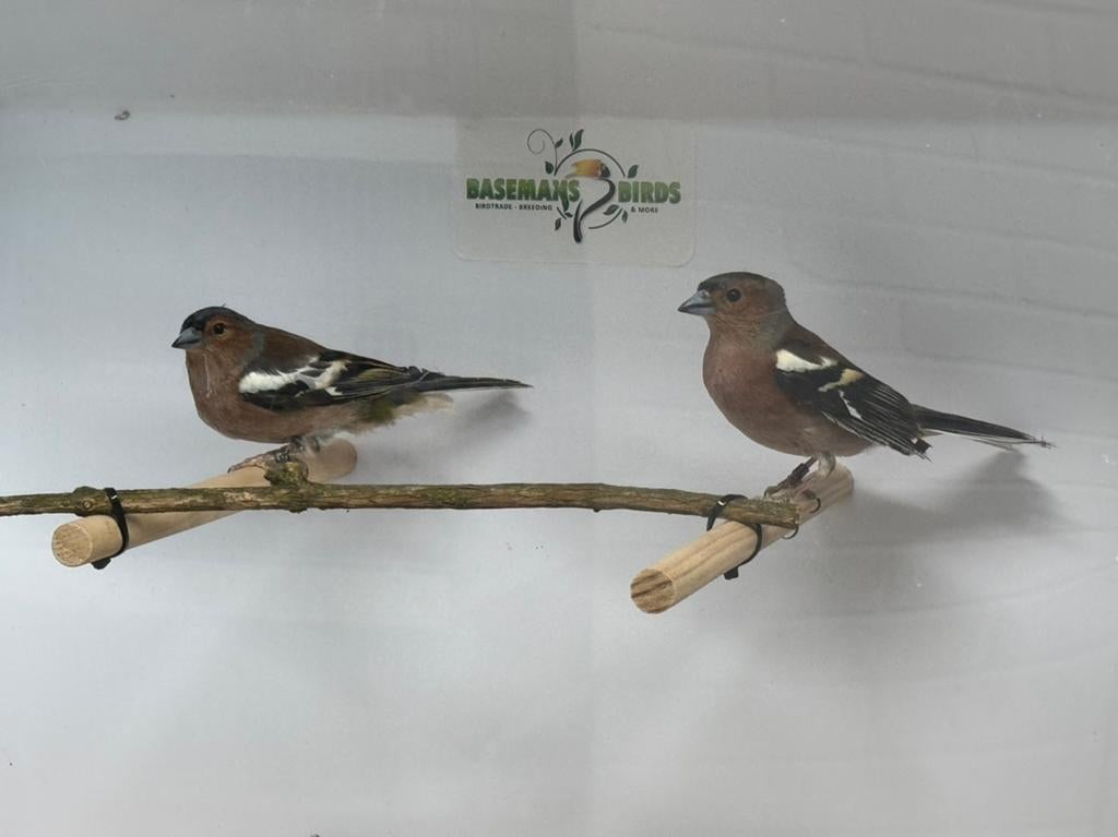 Europese vinken - Fringilla coelebs, Dieren en Toebehoren, Meerdere dieren, Wildzangvogel, Geringd