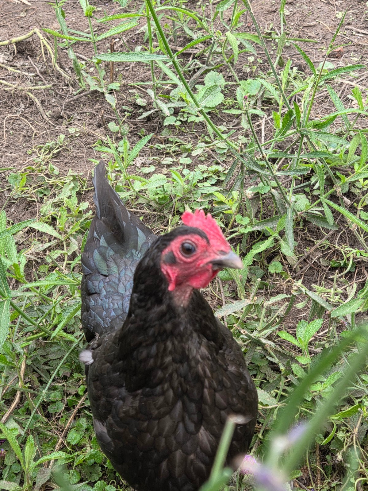 2 mooie zwarte Australorp haantjes (kriel), Mannelijk, Kip