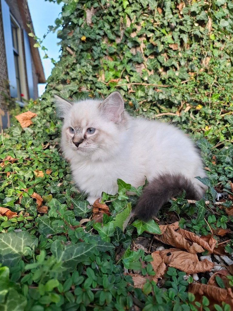 Prachtige Ragdoll kittens met stamboom, Dieren en Toebehoren, Meerdere dieren, Met stamboom, 0 tot 2 jaar
