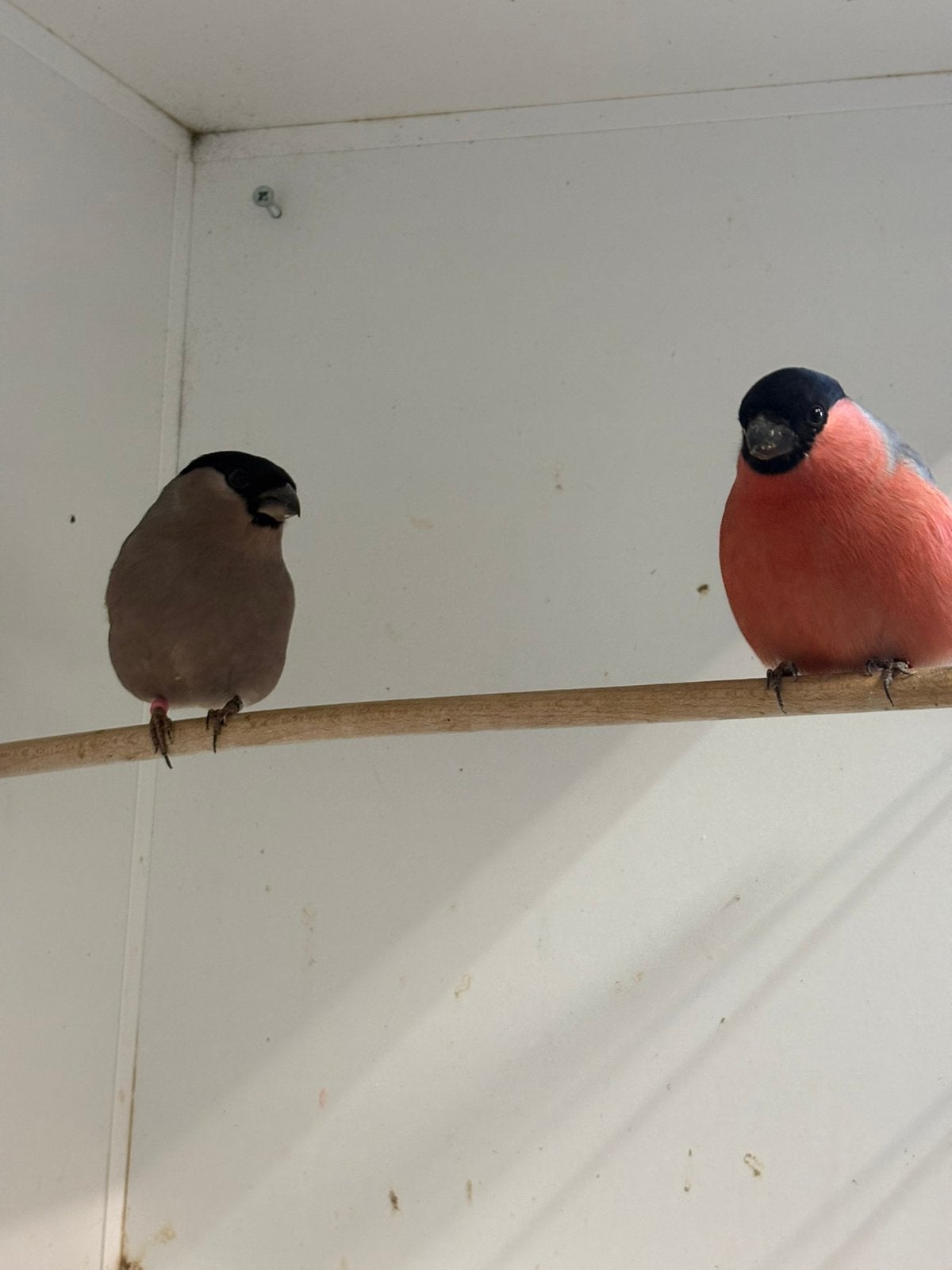 Noorse goudvinken, Dieren en Toebehoren, Meerdere dieren, Wildzangvogel, Geringd