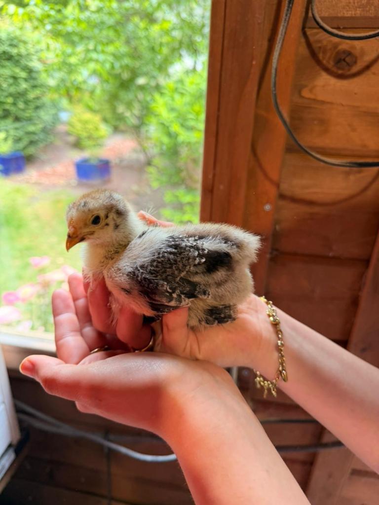 Brahma groothoender kuikens, Dieren en Toebehoren, Pluimvee, Geslacht onbekend, Kip