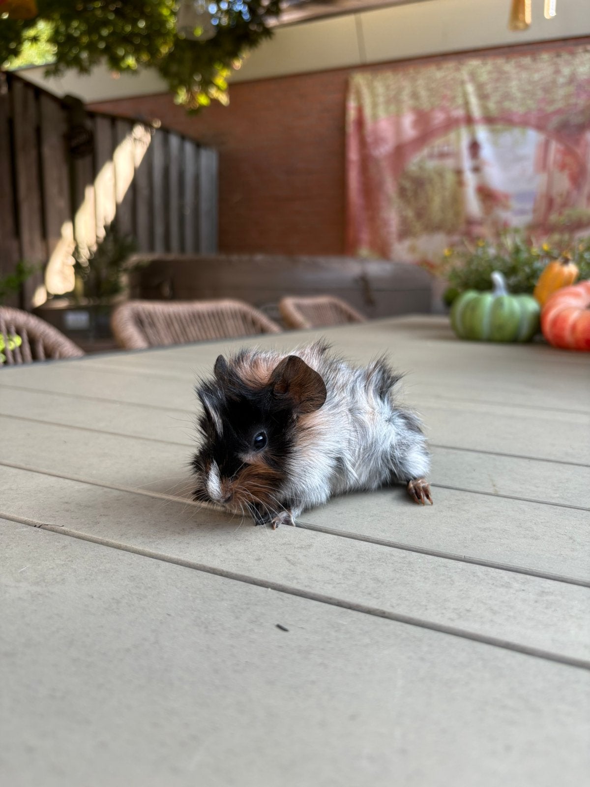 Super lieve jonge borstel cavia’s, Dieren en Toebehoren, Cavia, Mannelijk, Tam, September