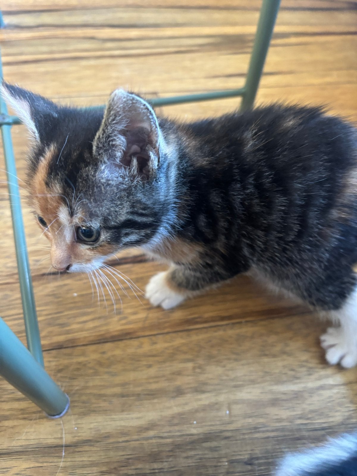 Kittens, Meerdere dieren