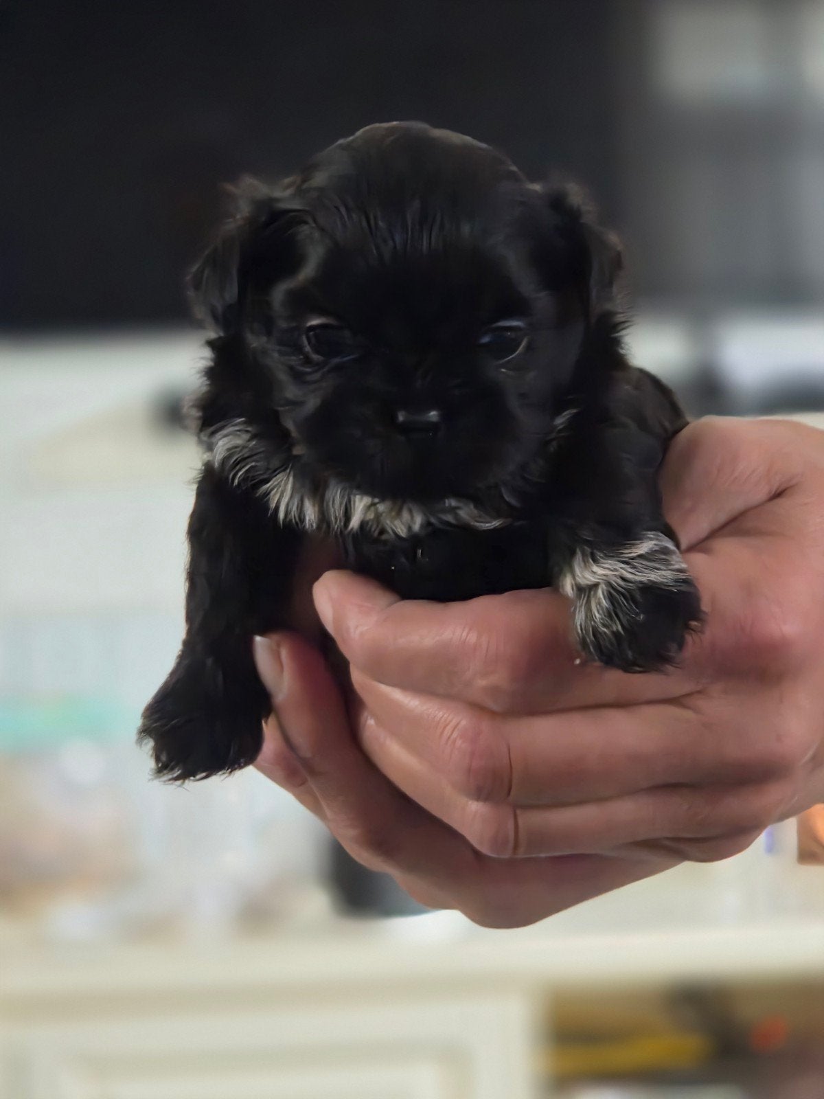 Prachtige shih tzu pups, Overige rassen, CDV (hondenziekte), 8 tot 15 weken, Meerdere