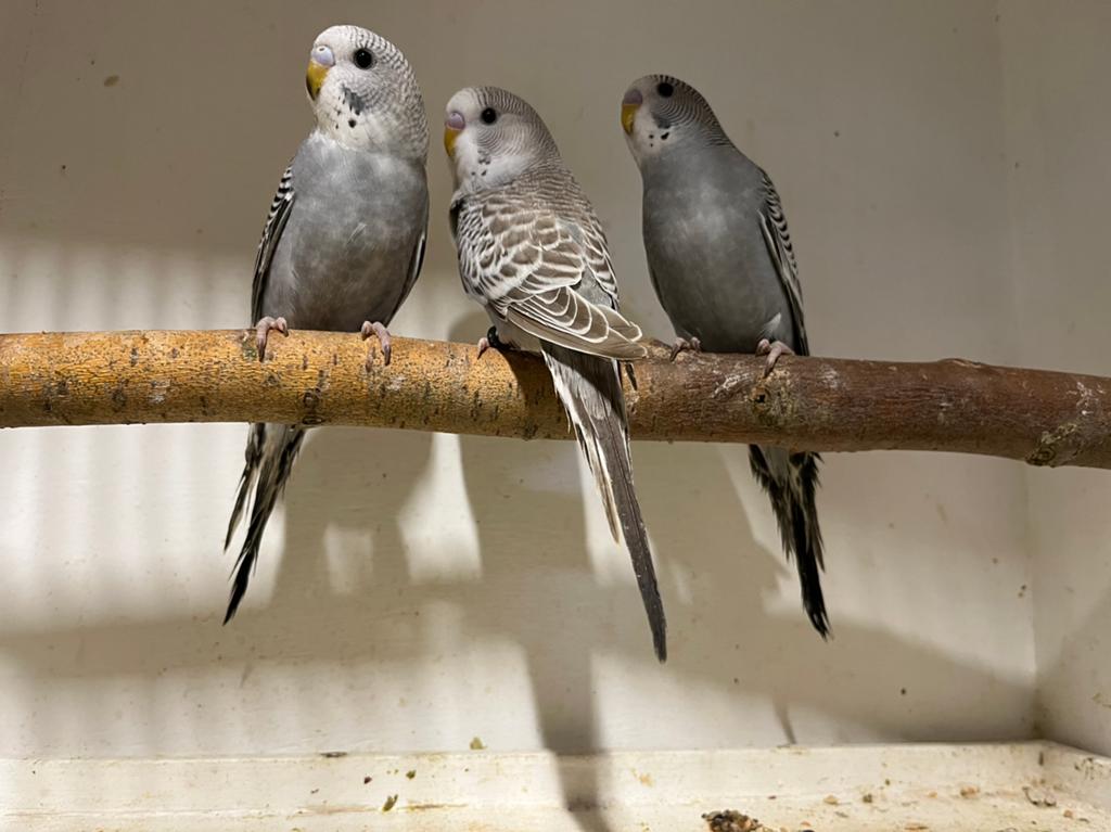 Grasparkieten te koop, Dieren en Toebehoren, Vogels | Parkieten en Papegaaien, Meerdere dieren, Parkiet, Geringd