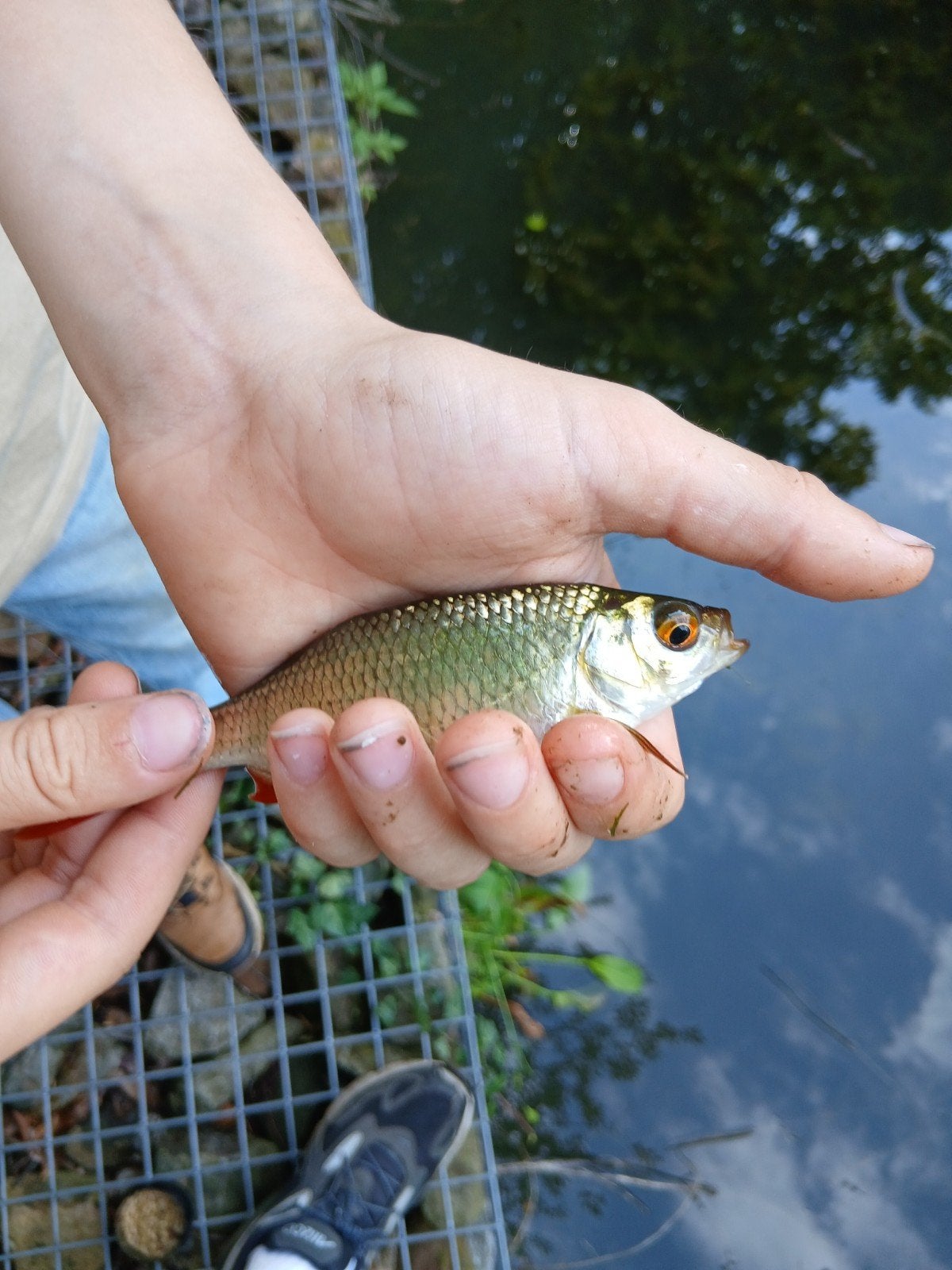 Voorn, Karper of Koi