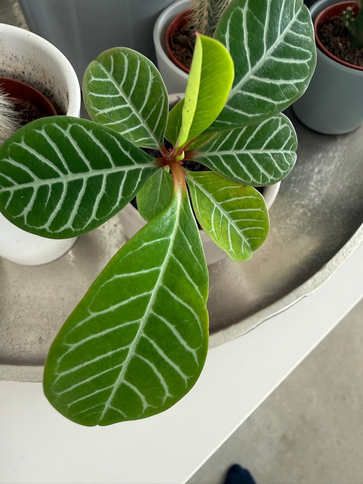 Heel mooie Madagaskar Jewel +- 8 stk (Euphorbia leuconeura), Bloeiende kamerplant, Ophalen, Halfschaduw, Minder dan 100 cm