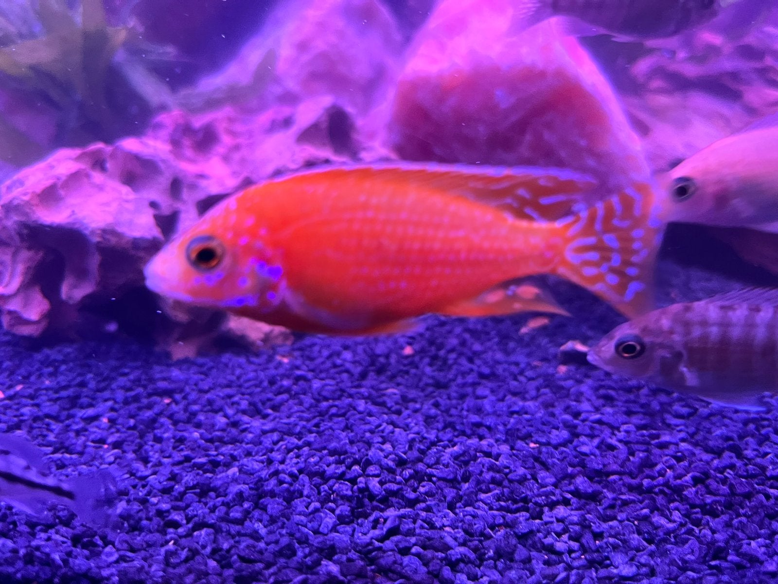 Alonocara dragon blood / malawi cichliden, Dieren en Toebehoren, Vissen | Aquariumvissen, Vis