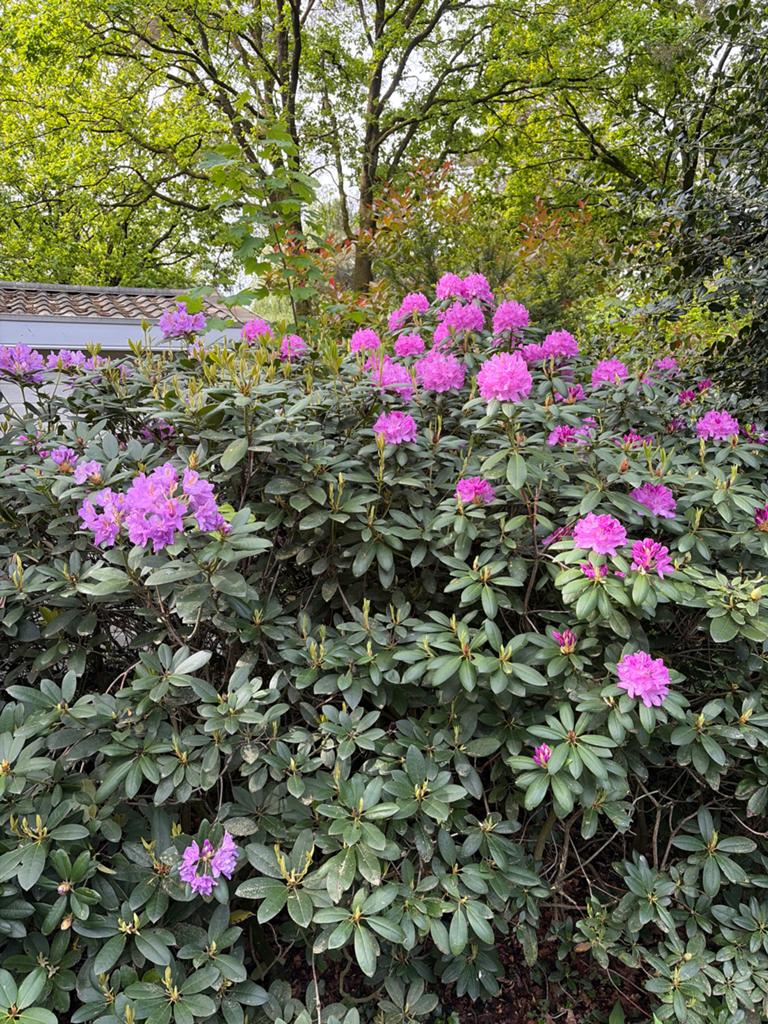 Prachtige Rhododendron met levendige paarse bloemen, Overige soorten, Vaste plant, Ophalen of Verzenden, Halfschaduw