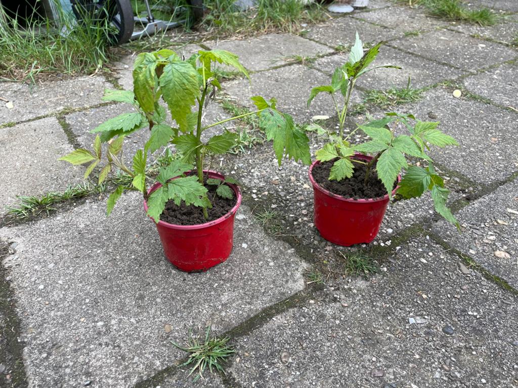 Framboos plantjes, Tuin en Terras, Ophalen, Overige soorten, Volle zon